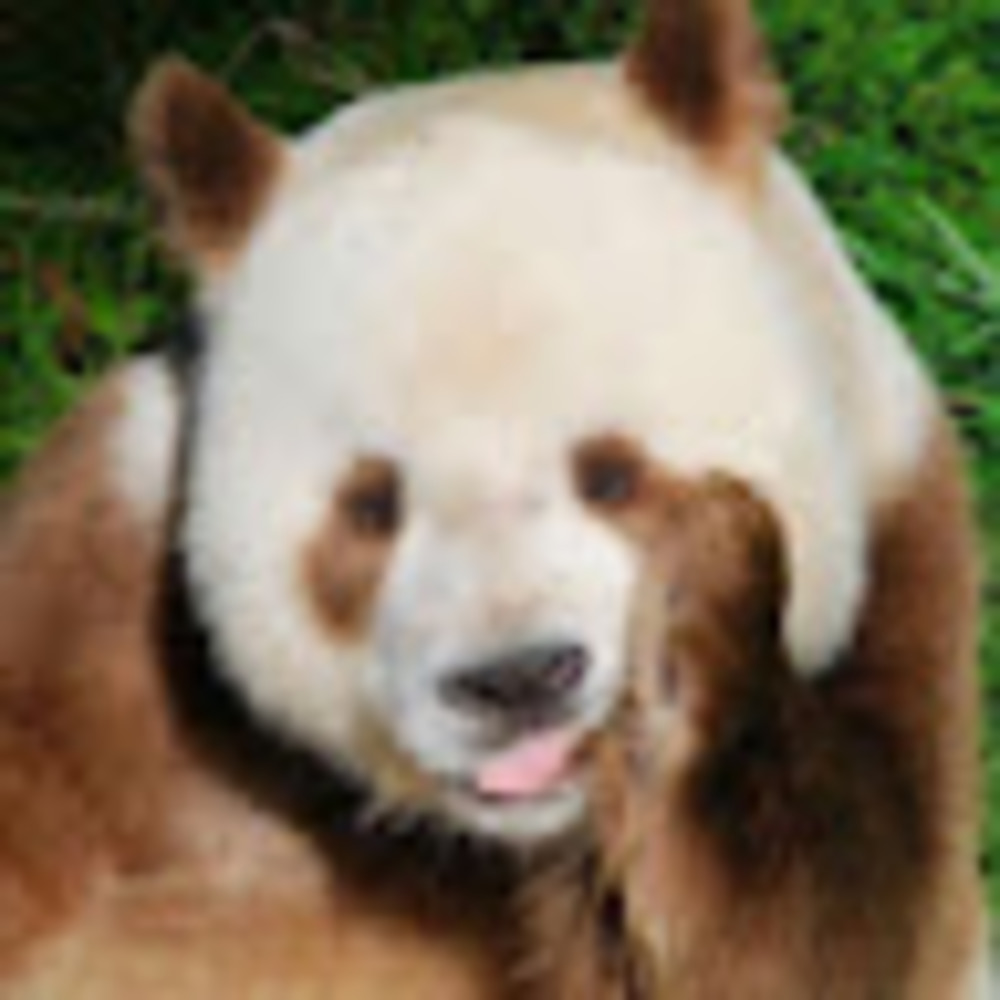 Meet your Posher, Enzo